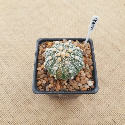 LC0830 - Astrophytum híbrido