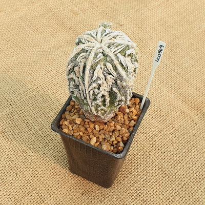 LC0909 - Astrophytum myriostigma 'Fukuryu Doble Hakujo'