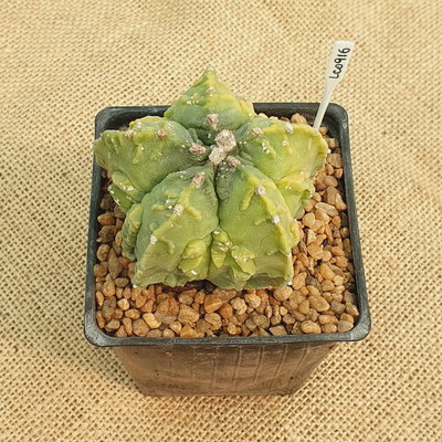 LC0916 - Astrophytum myriostigma 'Fukuryu' especial