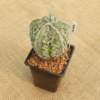 LC0904 - Astrophytum myriostigma 'Fukuryu Doble Hakujo'