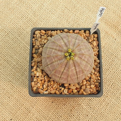 Euphorbia obesa hembra M10