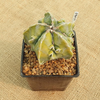 LC0905 - Astrophytum myriostigma 'Fukuryu' variegata