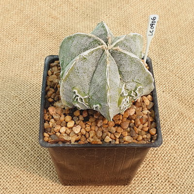 LC0906 - Astrophytum myriostigma 'Fukuryu Hakujo' M10