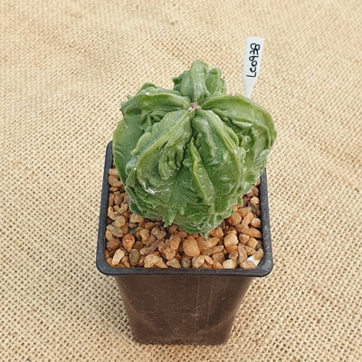 LC0938 - Astrophytum myriostigma 'Fukuryu' nudum Especial