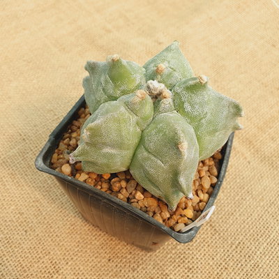 LC0908 - Astrophytum myriostigma 'Kikko' M10