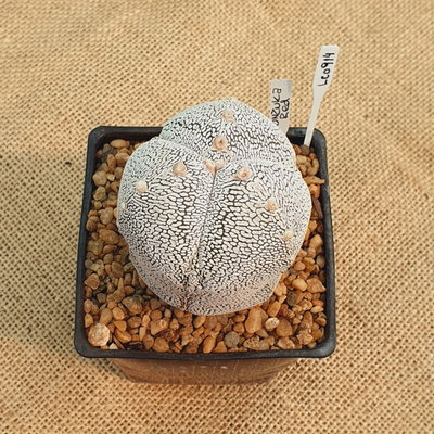 LC0914 - Astrophytum myriostigma 'Onzuka' tricostatum M10