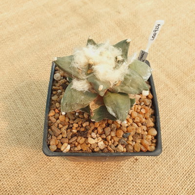 LC924 - Ariocarpus retusus cv. Cauliflower injertado M10