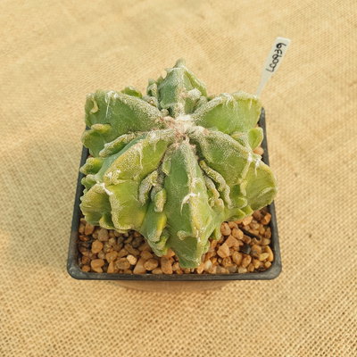 LC0939 - Astrophytum myriostigma 'Fukuryu' especial