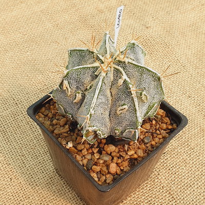 LC910 - Astrophytum ornatum 'Hannya' M10
