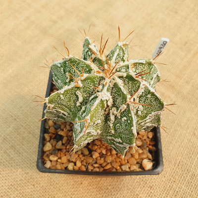 LC920 - Astrophytum ornatum 'Hannya' M10