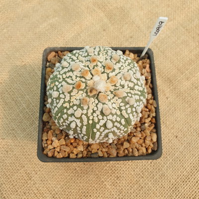 LC0919 - Astrophytum asterias 'Superkabuto' M10