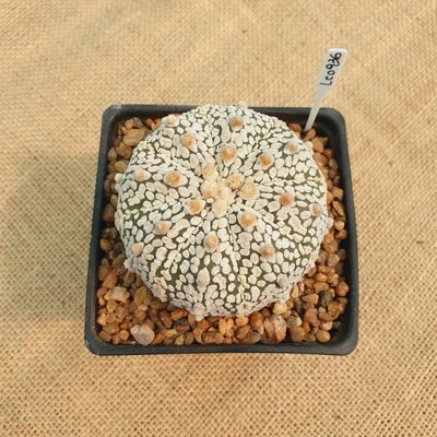 LC0936 - Astrophytum asterias 'Superkabuto' M10
