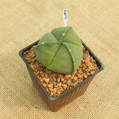LC0913 - Astrophytum myriostigma tricostatum nudum M10