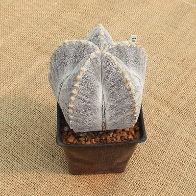 LC0912 - Astrophytum myriostigma 'Onzuka Vtype' M10