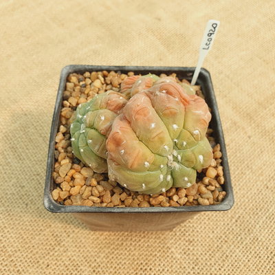 LC0920 - Astrophytum asterias 'Kikko' nudum tricéfalo M10