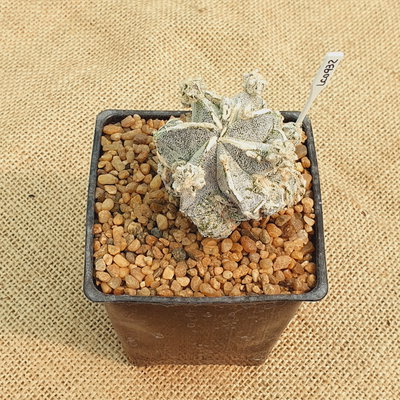 LC0932 - Astrophytum híbrido M10