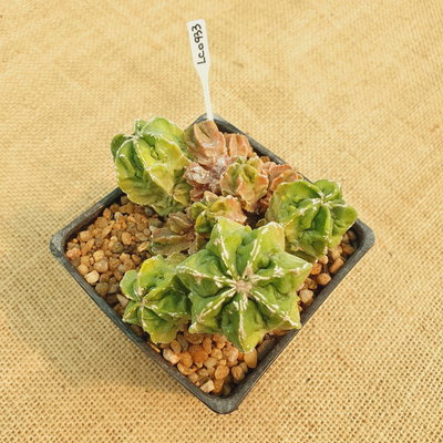 LC0933 - Astrophytum myriostigma 'Fukuryu' nudum policéfalo M10