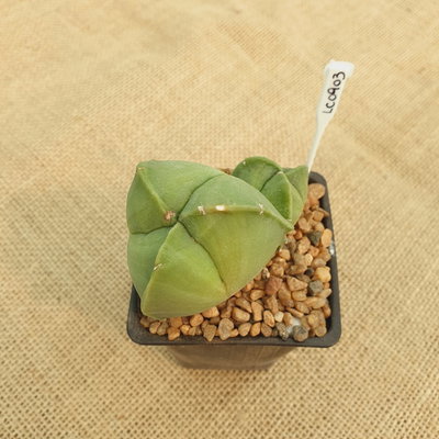 LC0903 - Astrophytum myriostigma nudum tricostatum bicéfalo