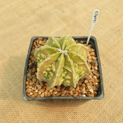 LC0922 - Astrophytum myriostigma 'Fukuryu' multicostatum especial