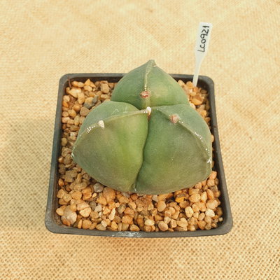 LC0921 - Astrophytum myriostigma tricostatum nudum M10