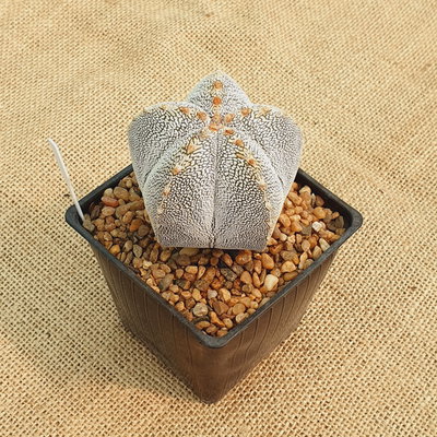 LC0911 - Astrophytum myriostigma 'Onzuka Vtype' M10