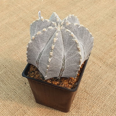 LC0912 - Astrophytum myriostigma 'Onzuka Vtype' multicostatum M10