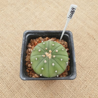 LC0859 - Astrophytum asterias nudum