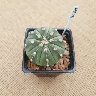 LC0844 - Astrophytum híbrido