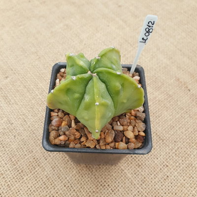 LC0812 - Astrophytum myriostigma 'Fukuryu' nudum