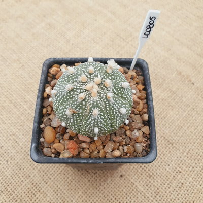 LC0805 - Astrophytum asterias
