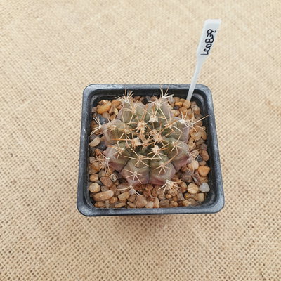 LC0839 - Gymnocalycium mihanovichii 