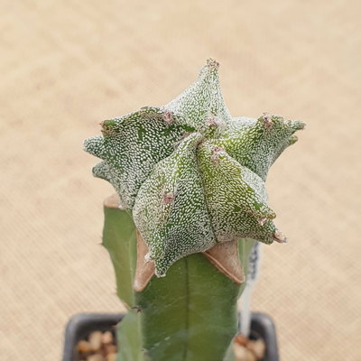 LC0828 - Astrophytum myriostigma 'Kikko' injertado