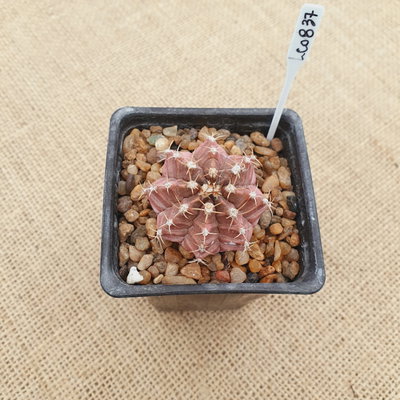 LC0837 - Gymnocalycium mihanovichii 