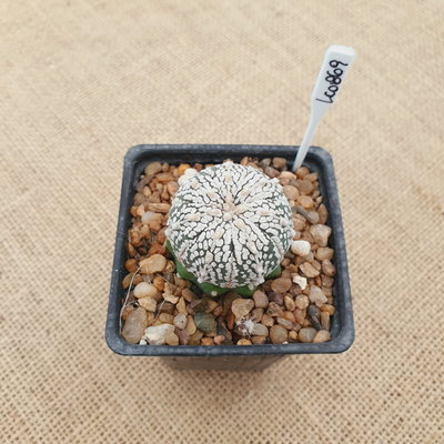 OUTLET! - Mini astrophytum injertado en Echinopsis subdenudata