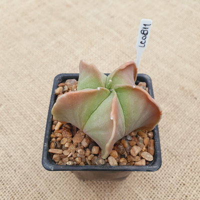 LC0811 - Astrophytum myriostigma