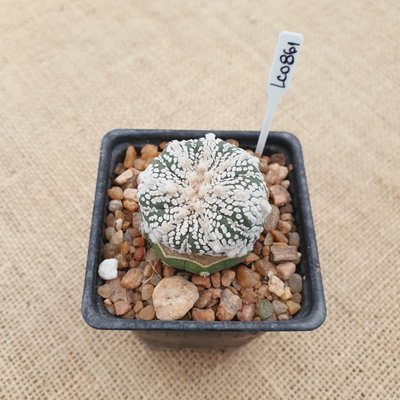 OUTLET! - Mini astrophytum injertado en Echinopsis subdenudata
