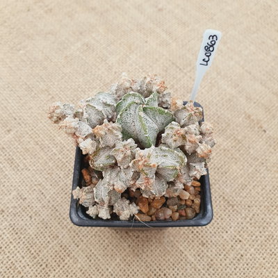 LC0863 - Astrophytum híbrido super prolífero