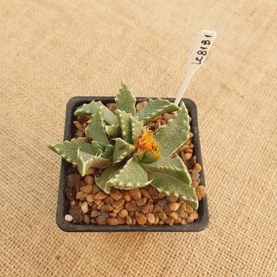 LC8131 - Faucaria tigrina