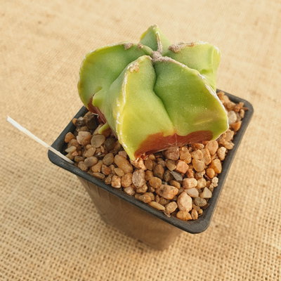 OUTLET! - Astrophytum myriostigma 'Fukuryu'