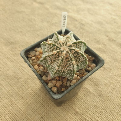 LC0312 - Astrophytum híbrido