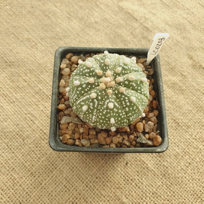 LC0203 - Astrophytum asterias