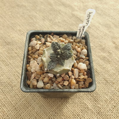 LC0474 - Ariocarpus fissuratus cv. Green Coral injertado