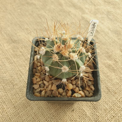 LC0304 - Astrophytum capricorne nudum