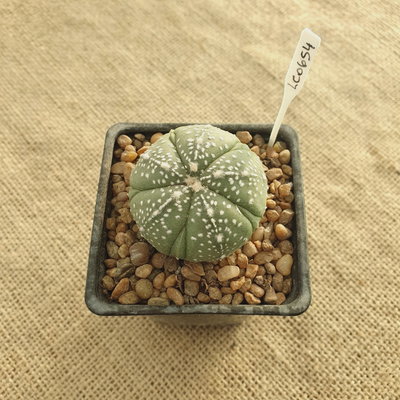 LC0652 - Astrophytum asterias 'Fukuryu'