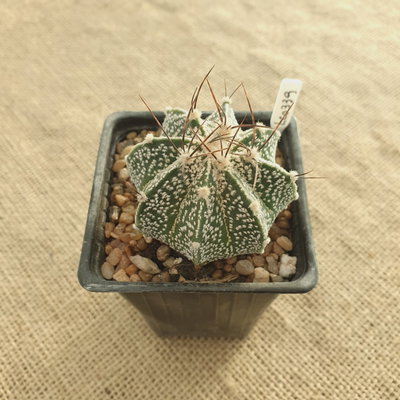 LC0339 - Astrophytum capricorne