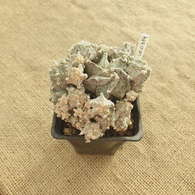 LC0314 - Astrophytum híbrido super prolífero