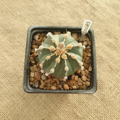 LC0285 - Astrophytum híbrido