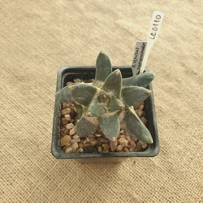 LC0110 - Ariocarpus retusus ssp. scapharostroides injertado