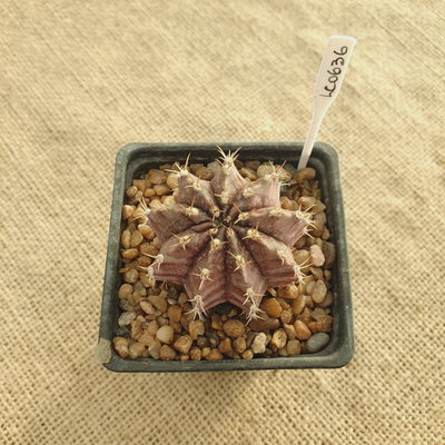 LC0636 - Gymnocalycium mihanovichii var. friedrichii