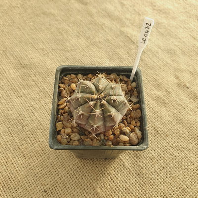 LC0632 - Gymnocalycium mihanovichii